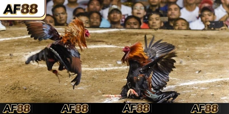 Phương pháp chọn kê tham gia đá gà AF88